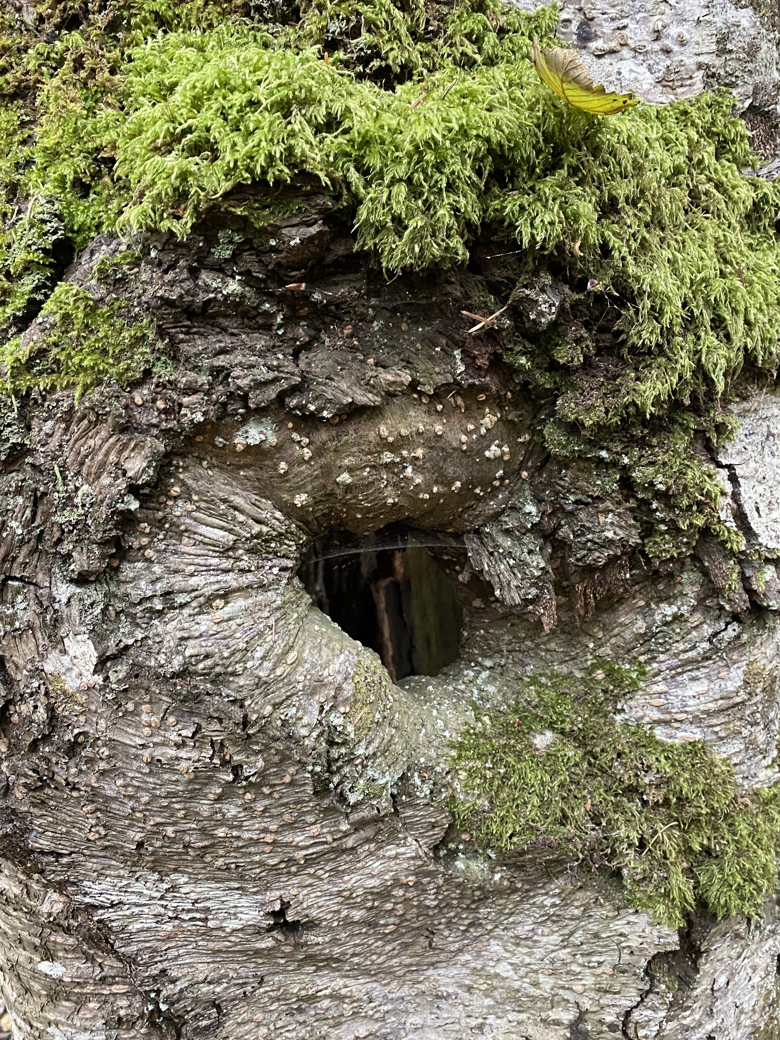 earth-magic-tree-owl.jpeg