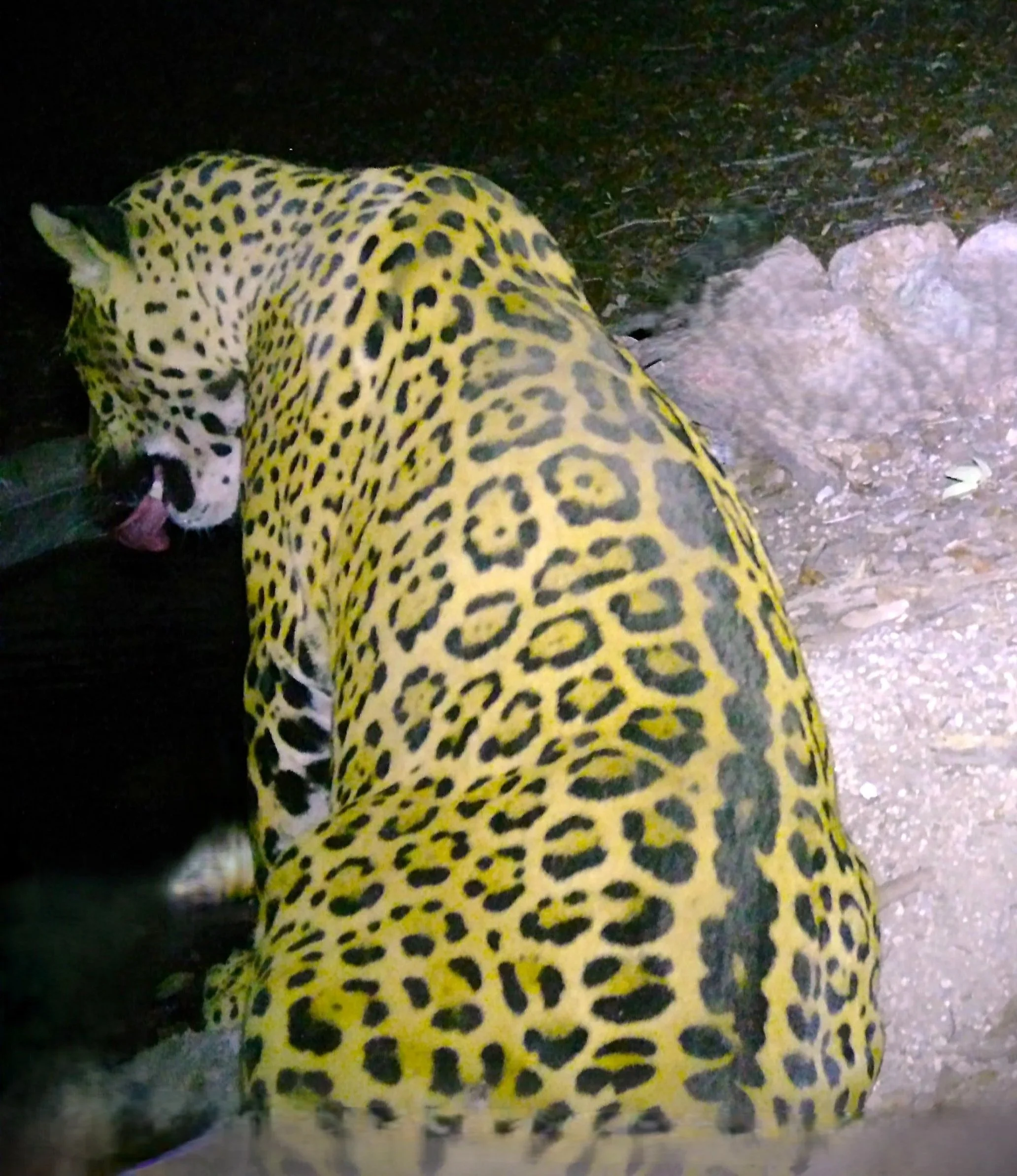 "Cinco" Jaguar