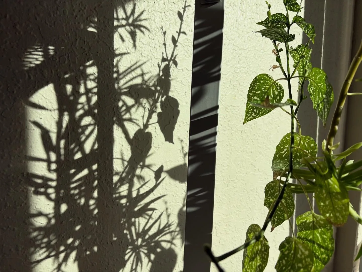 Can&rsquo;t resist a good plant shadow. 
Some things are sprouting, repotted my aloe and thanks mom and dad for sharing your peppers! 

Which one is your fave? (1-4) 
Any suggestions for a bowl of peppers? Maybe fermented salsa? 

#hope #nerdforshado