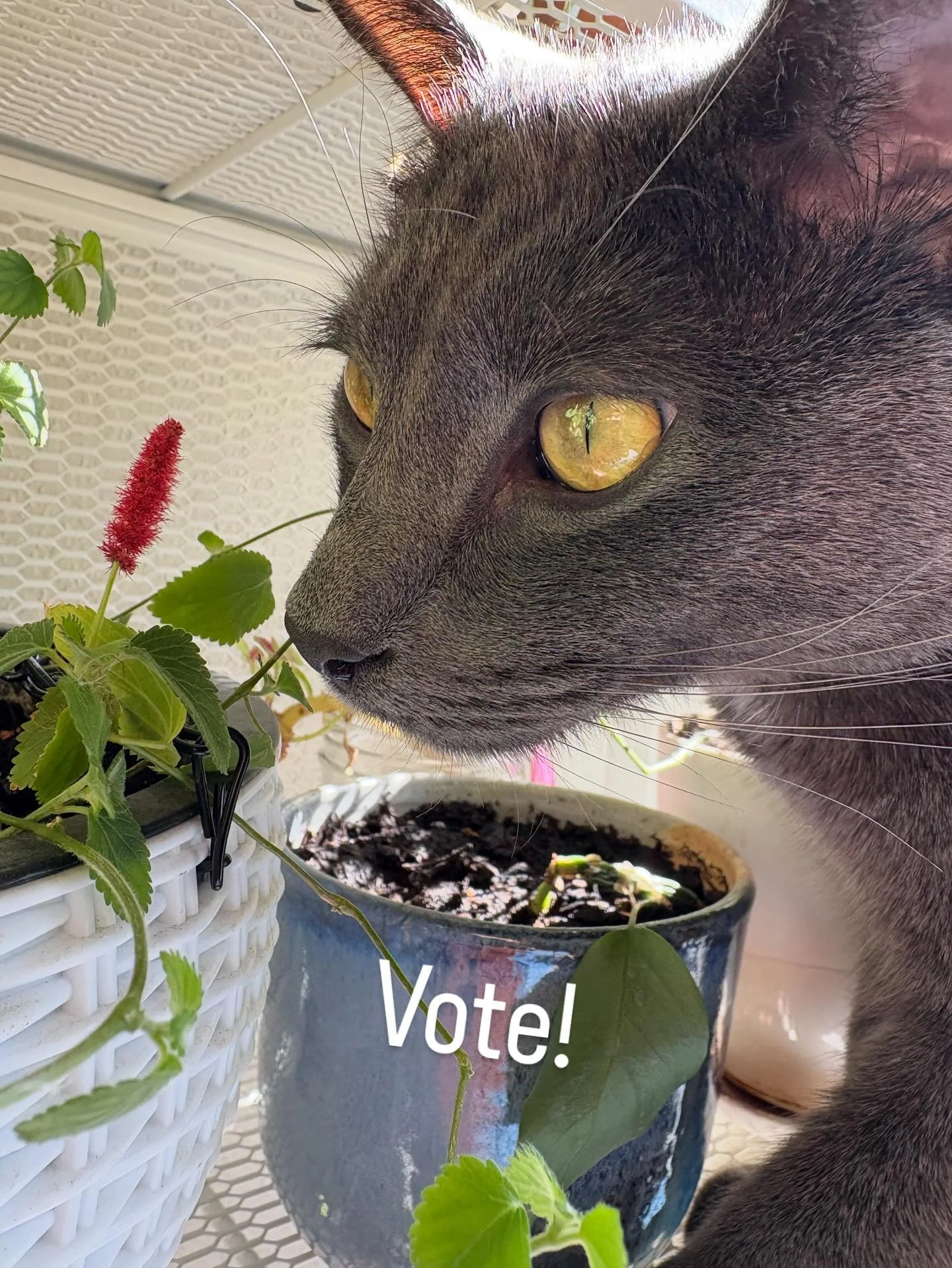 Hey friends,Remember to vote tomorrow! 
Do it for the cats, the childless cat ladies, the children and your grandmothers. 💙

Which photo is your fave? 1-3