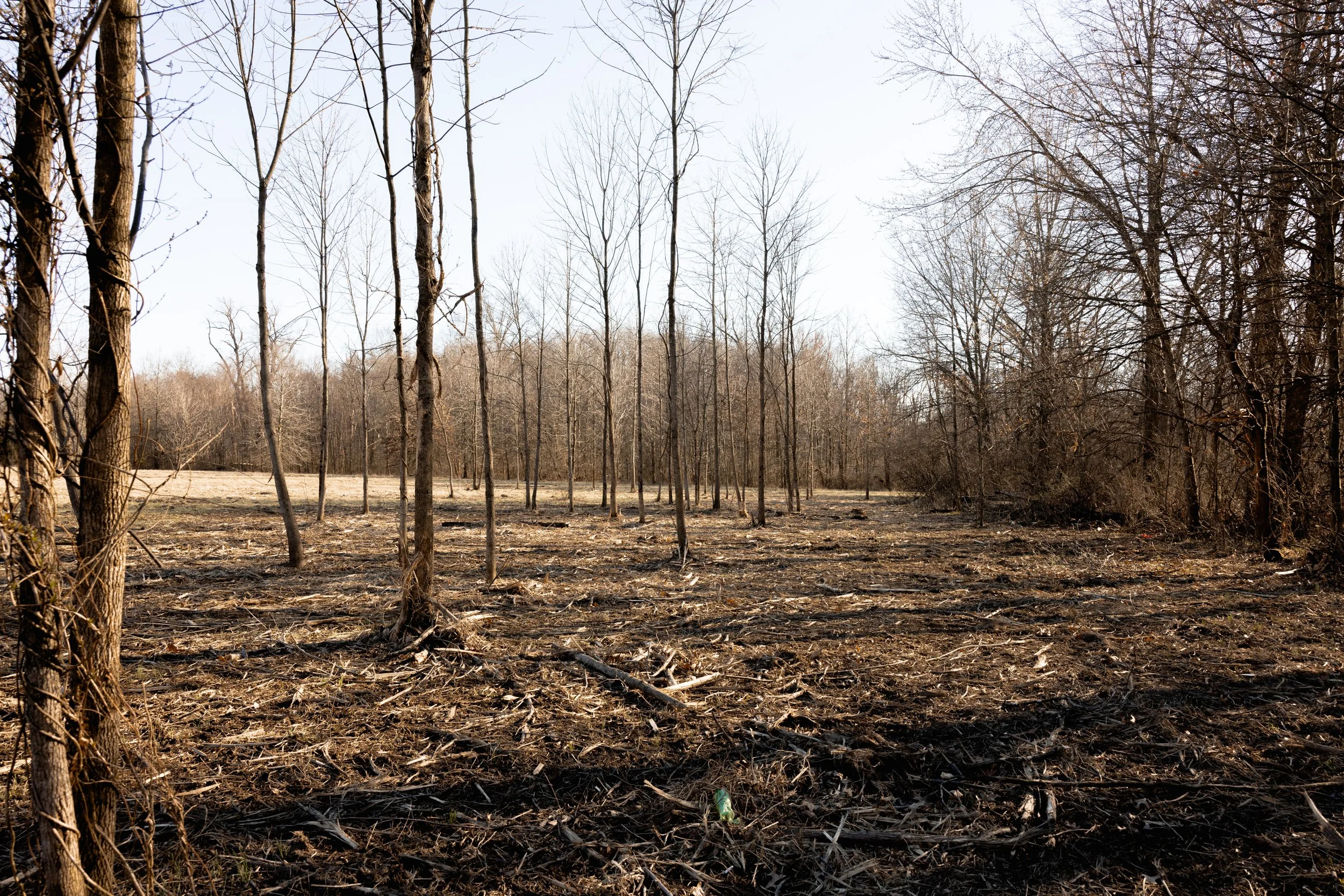 Sapling Removal — Marlow Brothers Land Clearing