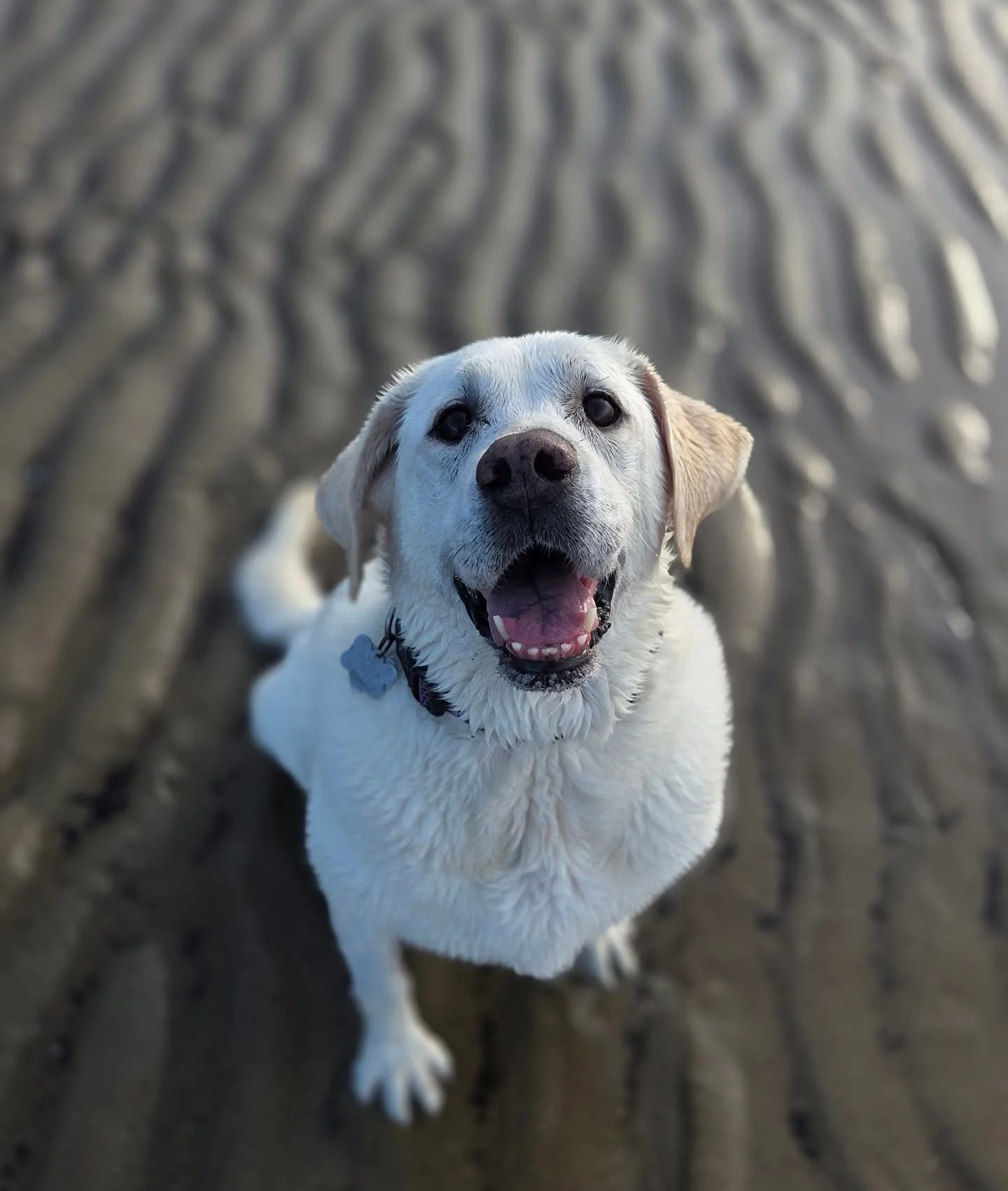 From calmly therapy girl to Chuck-It crazed woman to snoring old lady. #beachdog #adopt #adoptaseniordog @lasthopek9 @haulingtailrescue