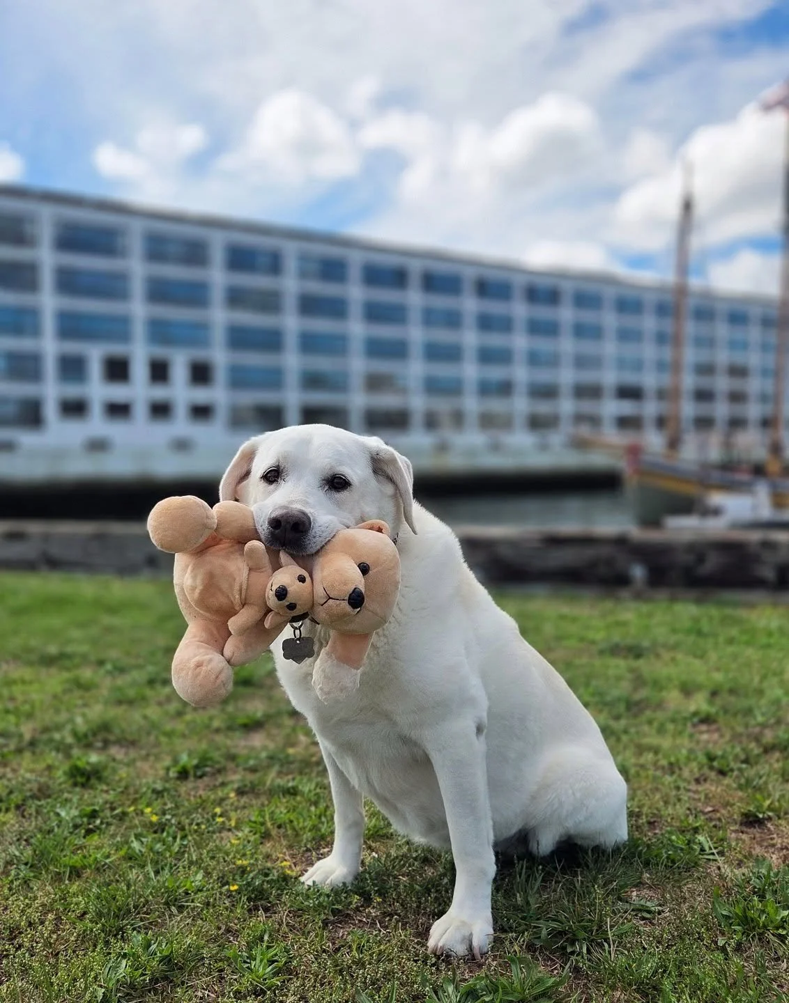 I love that, even in the midst of Salem Septober craziness, we got this pier all to ourselves for our midday walk. (The toy of a dog carrying a puppy like a kangaroo was an amazing find while exploring Northern New Hampshire)
#goodgirl #officemate #r