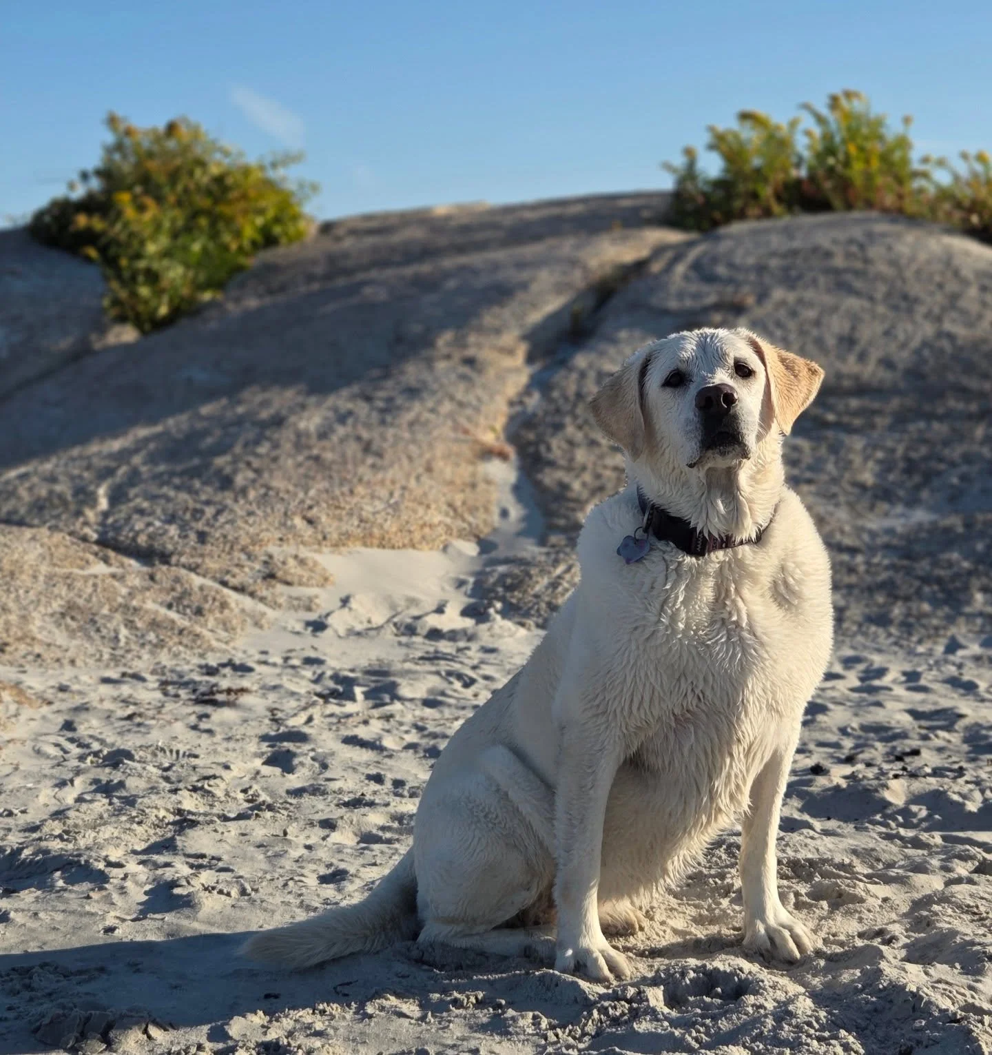Ellie displayed her multiple personalities at the beach early this morning. So happy it's dog friendly season again but feels like summer!
#seniorrescuedog #seniordogsofinstagram #seniordog #adopt @lasthopek9 @haulingtailrescue