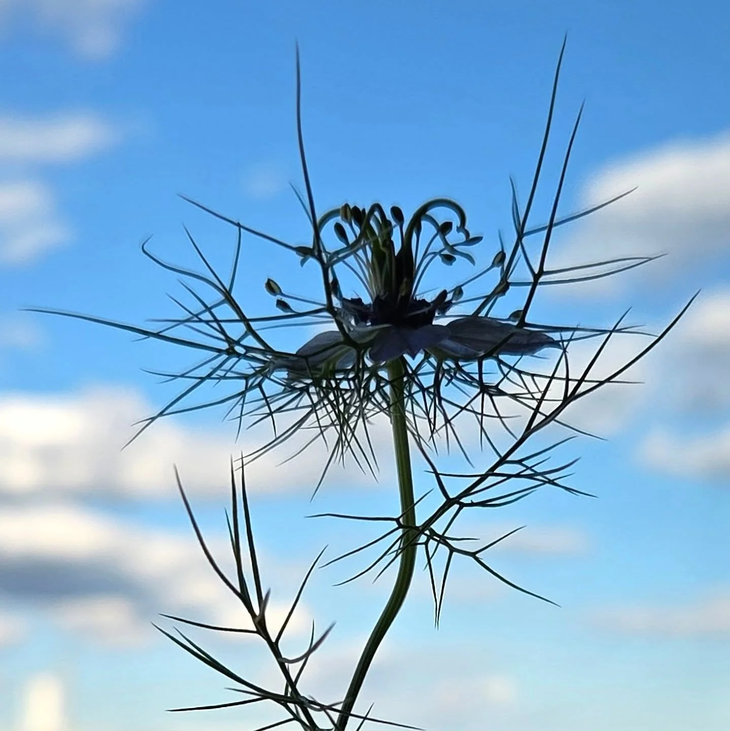 Love in a Mist... such a magical flower.