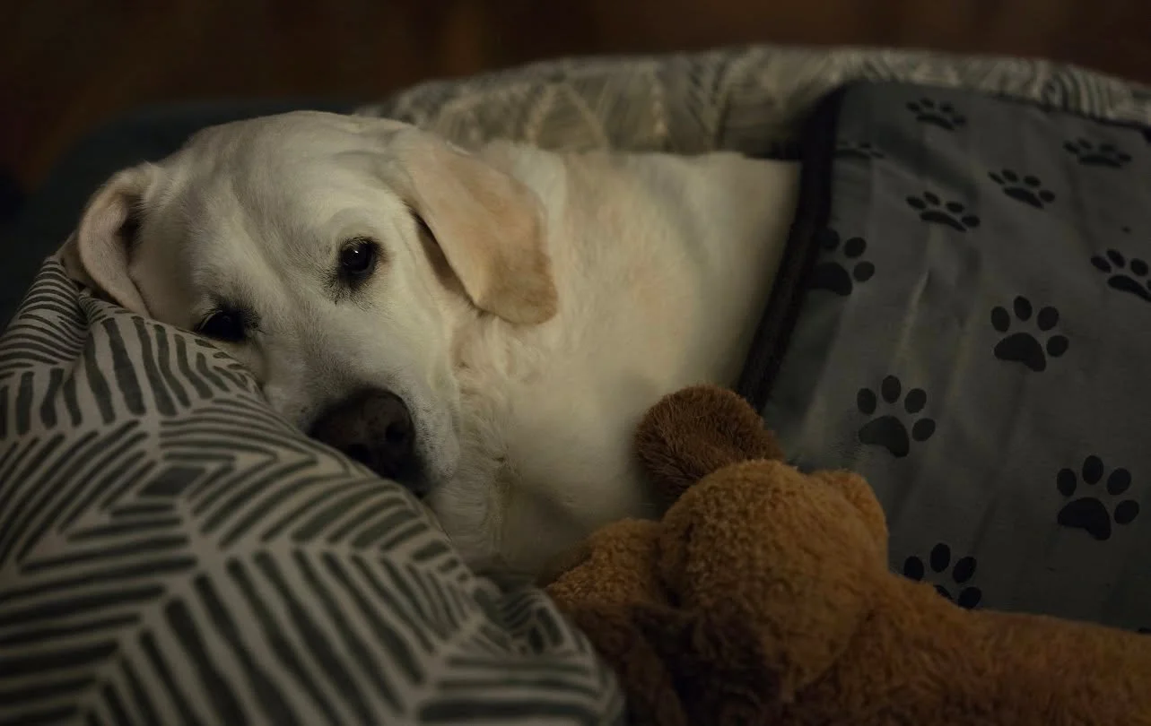 Someone partied a little too hard at the beach, so it's time for the heating pad. Someone also turns 11 this week. ❤️