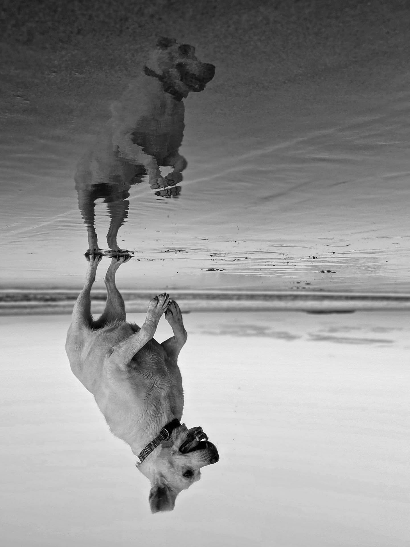 Happy 11th birthday to this amazing lady! We stopped by Singing Beach for fetching at sunset. I can never get enough of the mirror reflection.