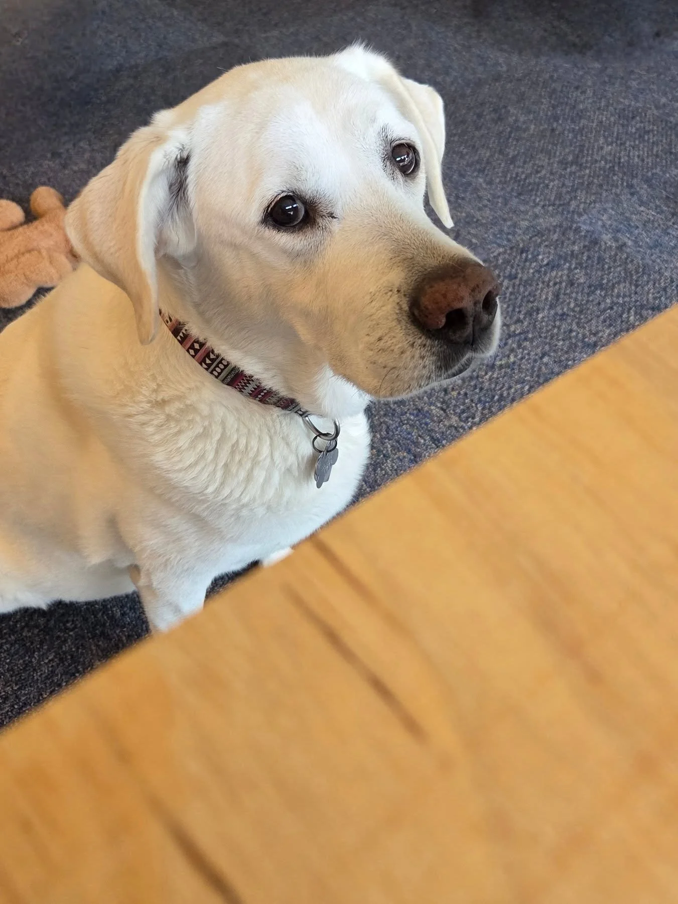 Supervising = eagerly waiting for biscuits. #bringyourdogtowork #rescuedog #seniordog #adopt