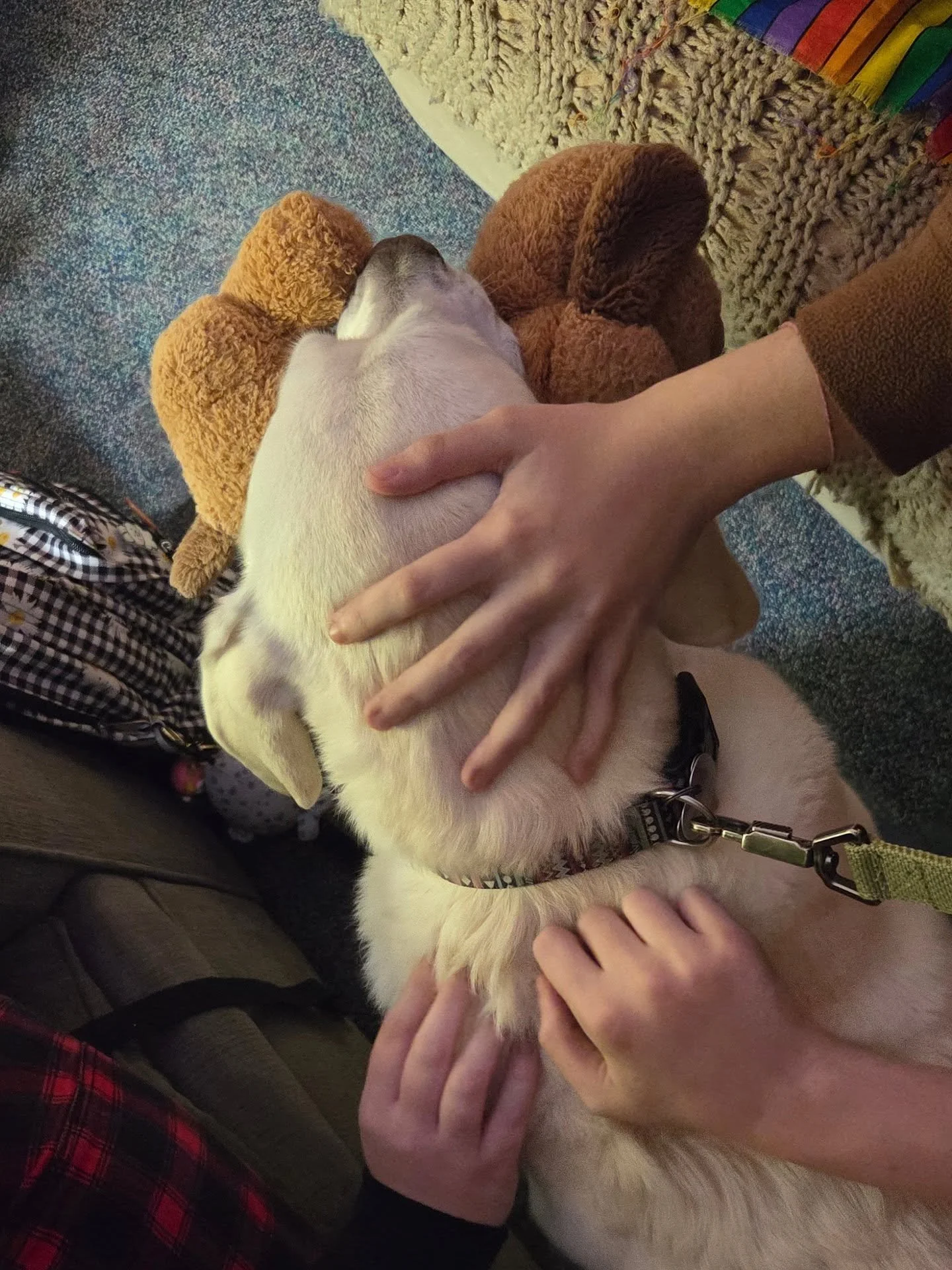 Salem Halloween craziness is [mostly] over, which means we're excited to return to our weekly therapy dog team visits at @northshoreagly! 
❤️ 🌈 🐕 #therapydog #rescuedog #adopt