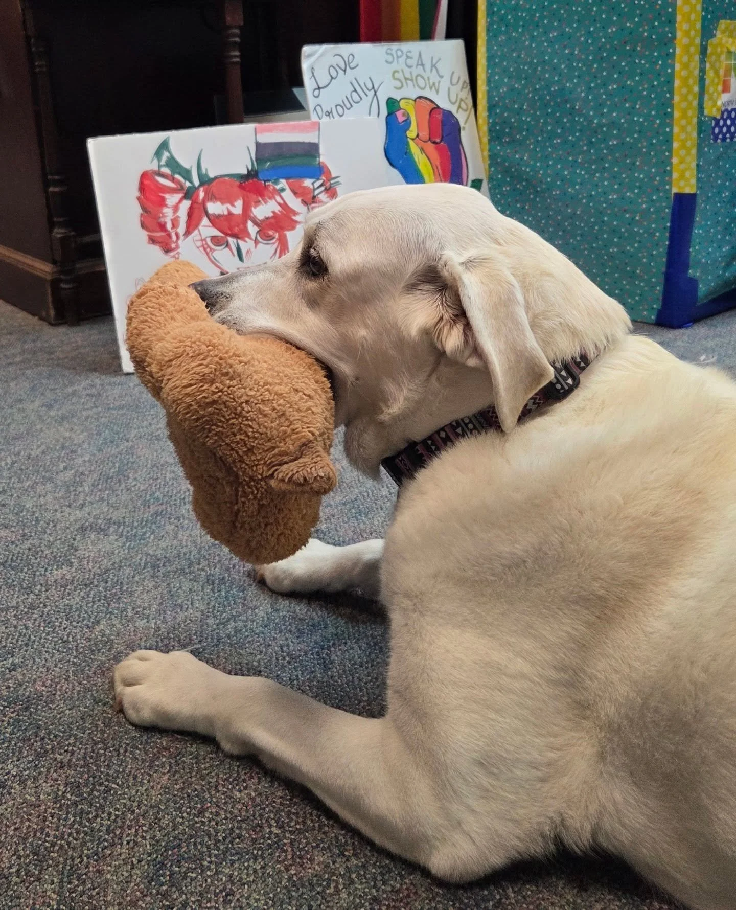 With downtown Salem calming down, we're back to making our weekly visits with our @northshoreagly friends! 

It's almost been a year since Ellie and I began volunteering at NAGLY as a therapy dog team. I honestly felt kind of silly when I initially r