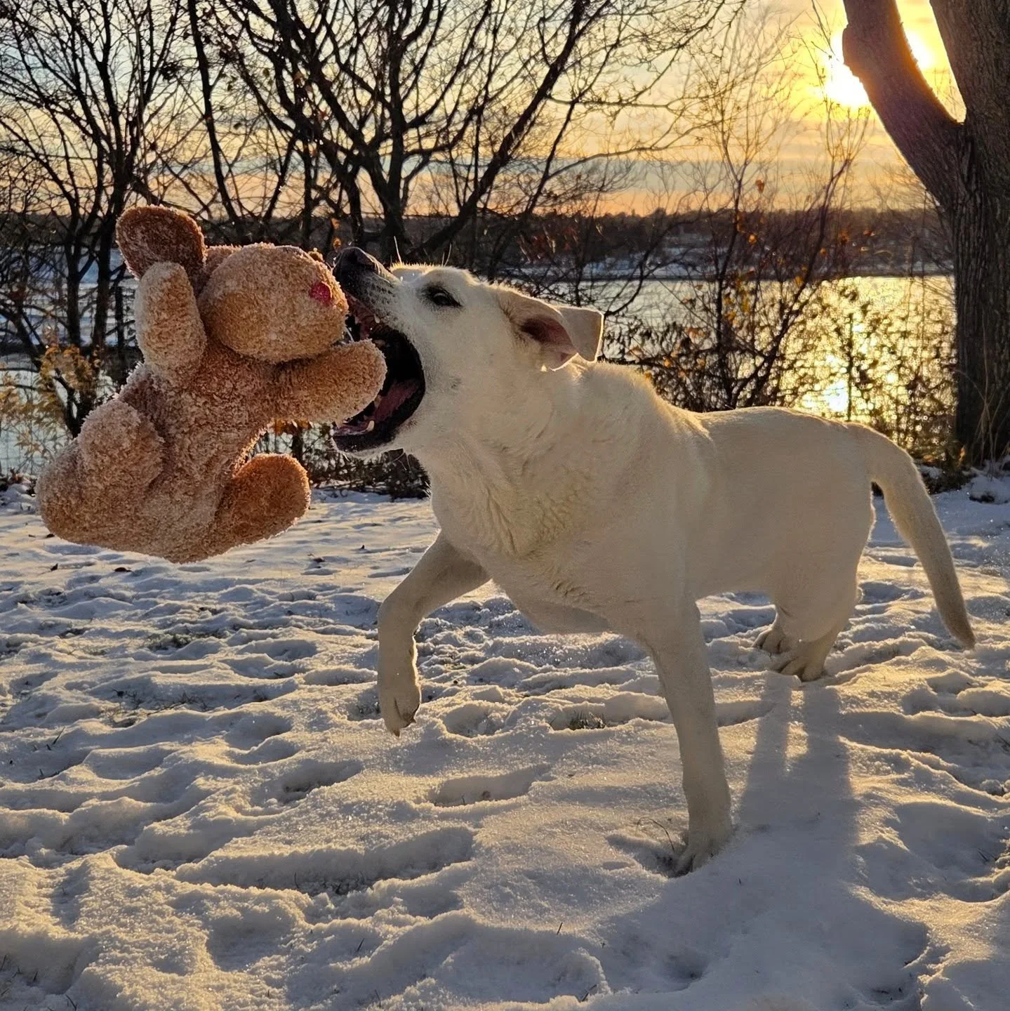 Backyard fetching at sunset with my crazy lady!