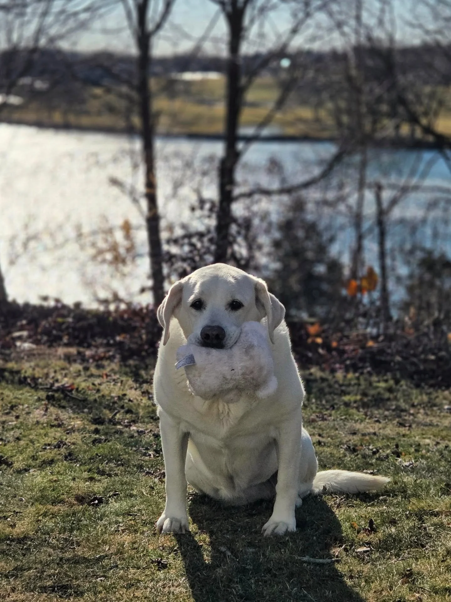 before + after the snow... such a treat to have a white Christmas!