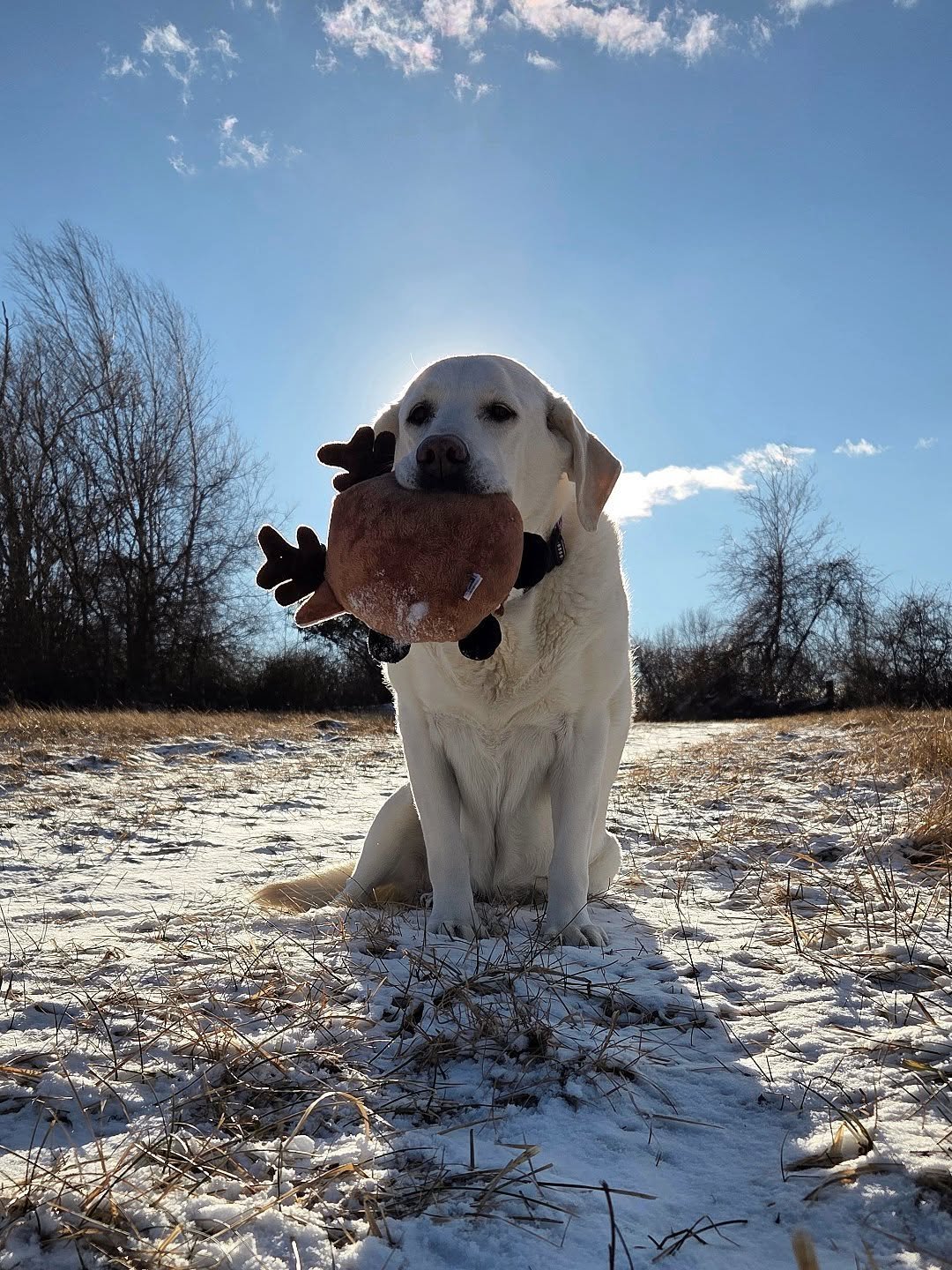Chilly New Year's Day walk with my girl. Happy New Year!