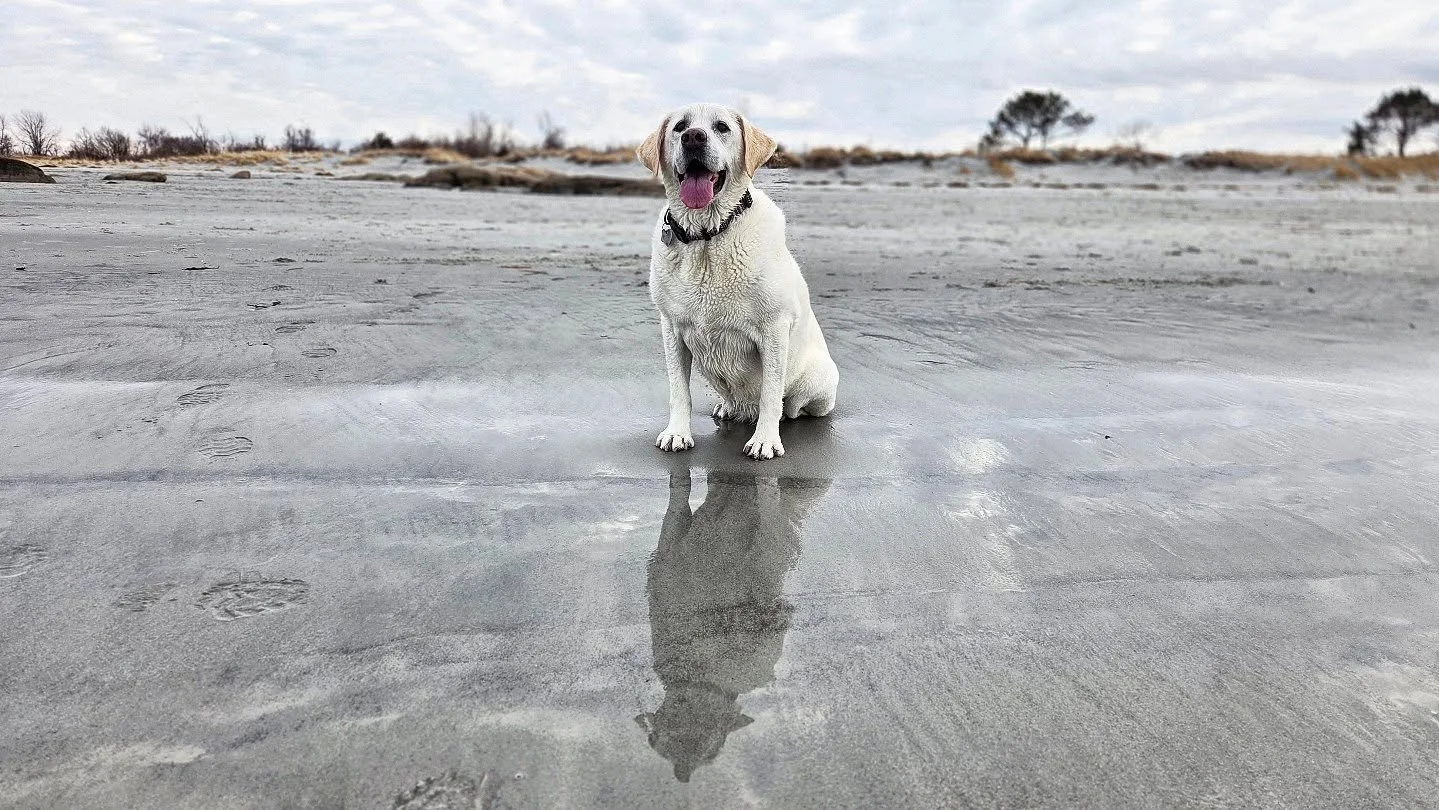 Beach time with my good girl.
