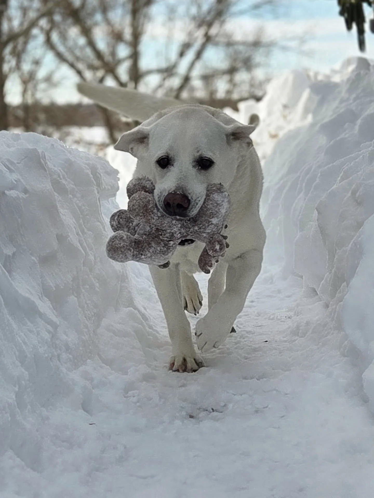 Dug a path for my girl to get to the backyard, now I just need to shovel the entire backyard.
