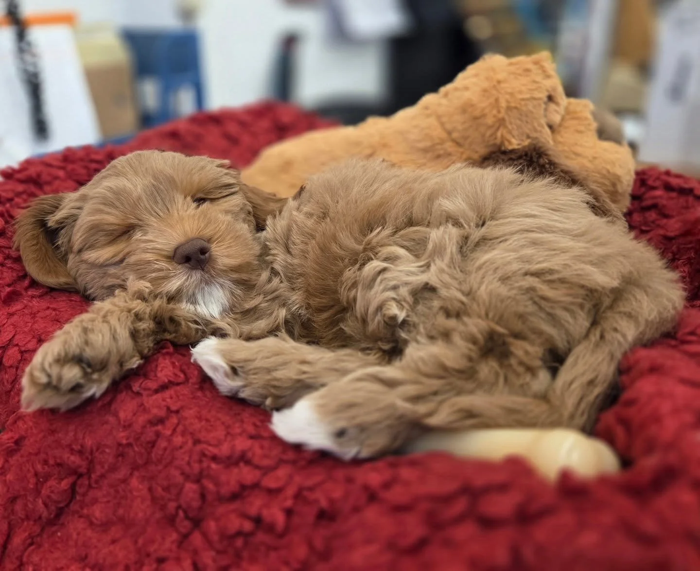 So glad I needed to stock up today at @artsupplieswholesale and met this adorable addition, Joanie!