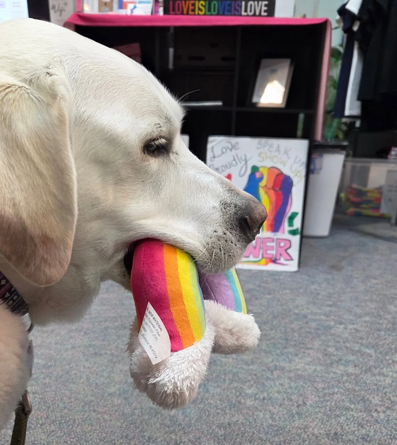 Quick visit to @northshoreagly 🌈 ❤️ I hope everyone has fun tonight at the Palentine's Day party! #therapydog