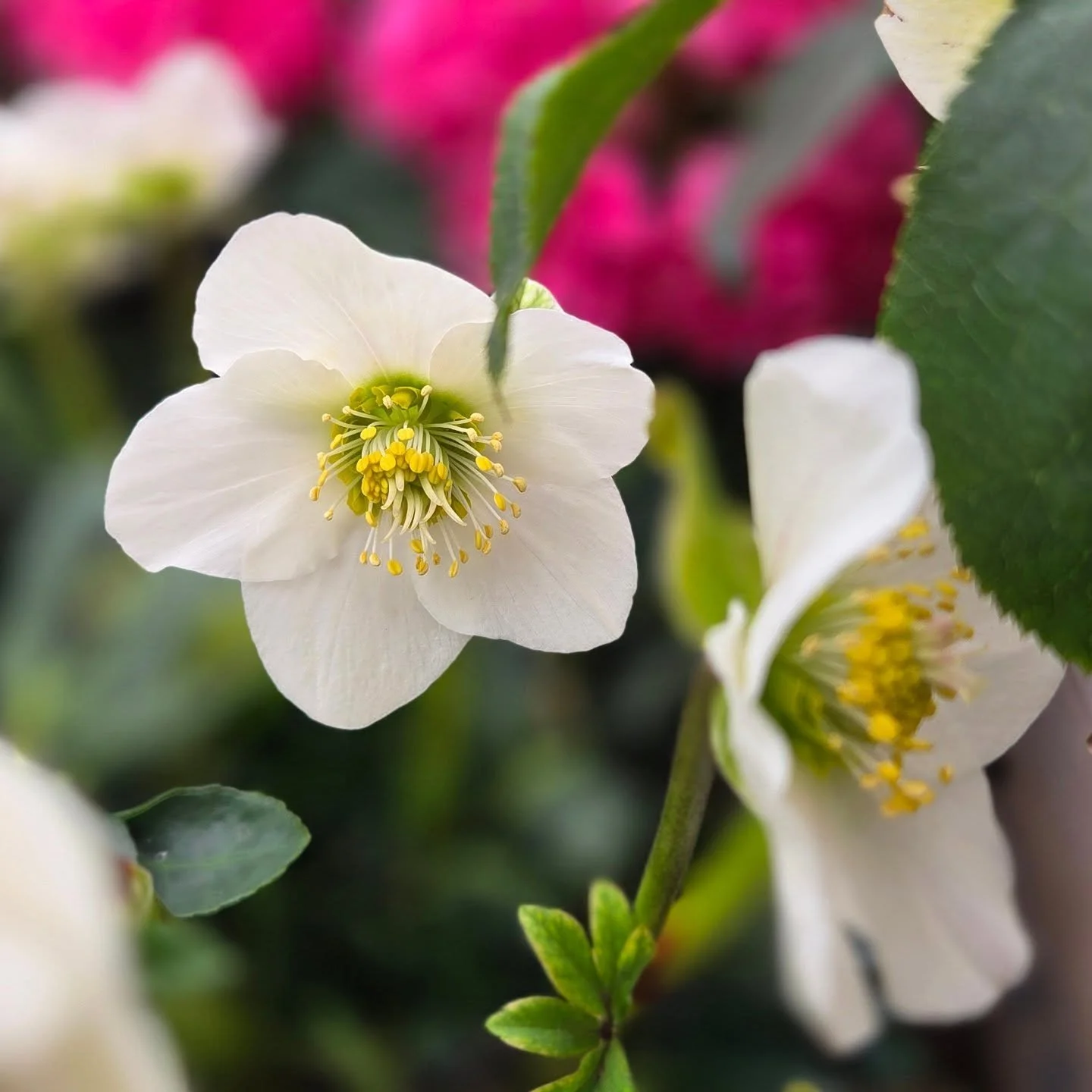In a sea of pinks and reds, the muted colors of hellebores are my favorite.