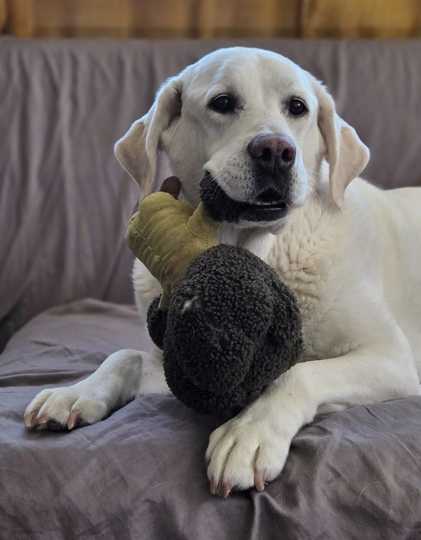 Just a couple photos of my sweet girl. I love walking into the living room and finding her calmly lying on the couch with a stuffy in her mouth. #goodgirl #therapydogsofinstagram #seniordog #seniordogsofinstagram