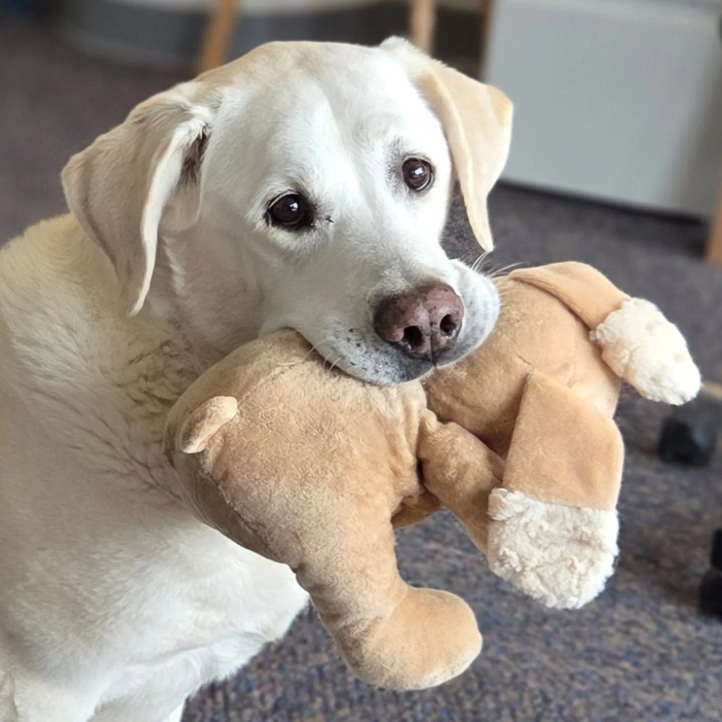 Ellie the Good Girl helping reduce my stress levels at the office today! Super busy with work, but it's fun work: signage and environmental graphics for two schools, a vintage toy collection website, university nursing program magazine, mall monument