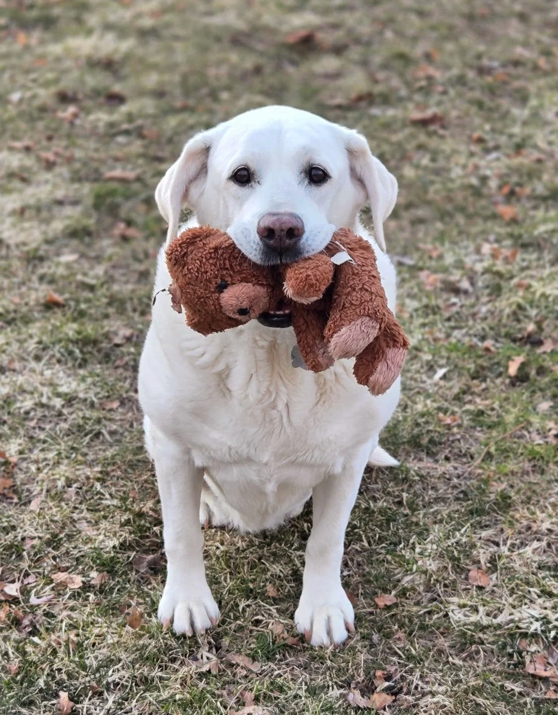 She's such a good girl that I can even trust her with my childhood teddy bear. I'm grateful to her for making me smile and laugh and bringing me comfort during a crazy few work weeks!