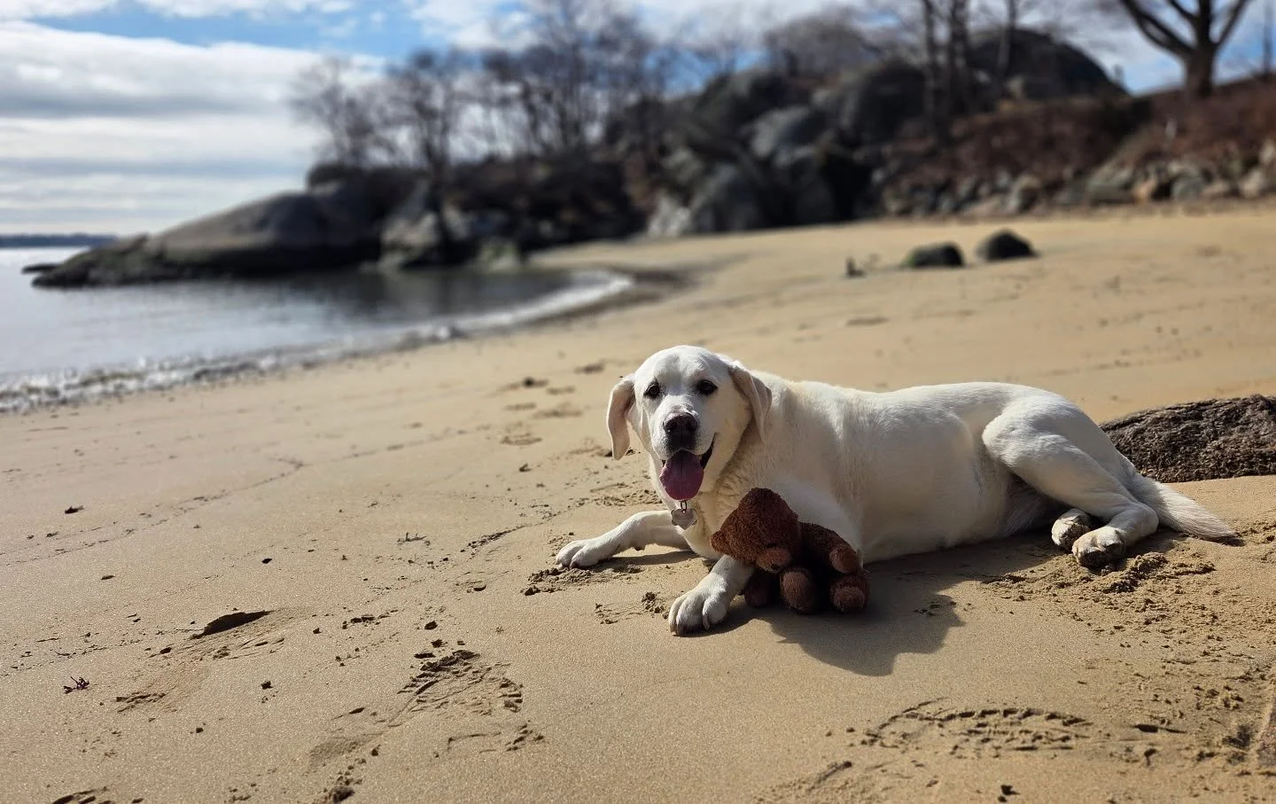 It's my favorite time of year on the North Shore: late off season! Still lots of peace and quiet, beaches are dog friendly, and finally warmer weather. Wonderful morning at Stage Fort Park with Ellie, proudly carrying my childhood teddy bear.
