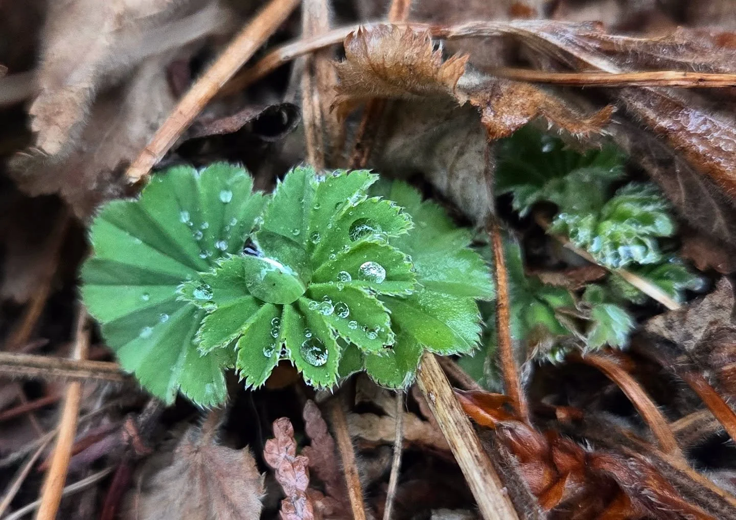 Lady's Mantle is emerging in the garden. 🌿 They're especially beautiful right after it rains.