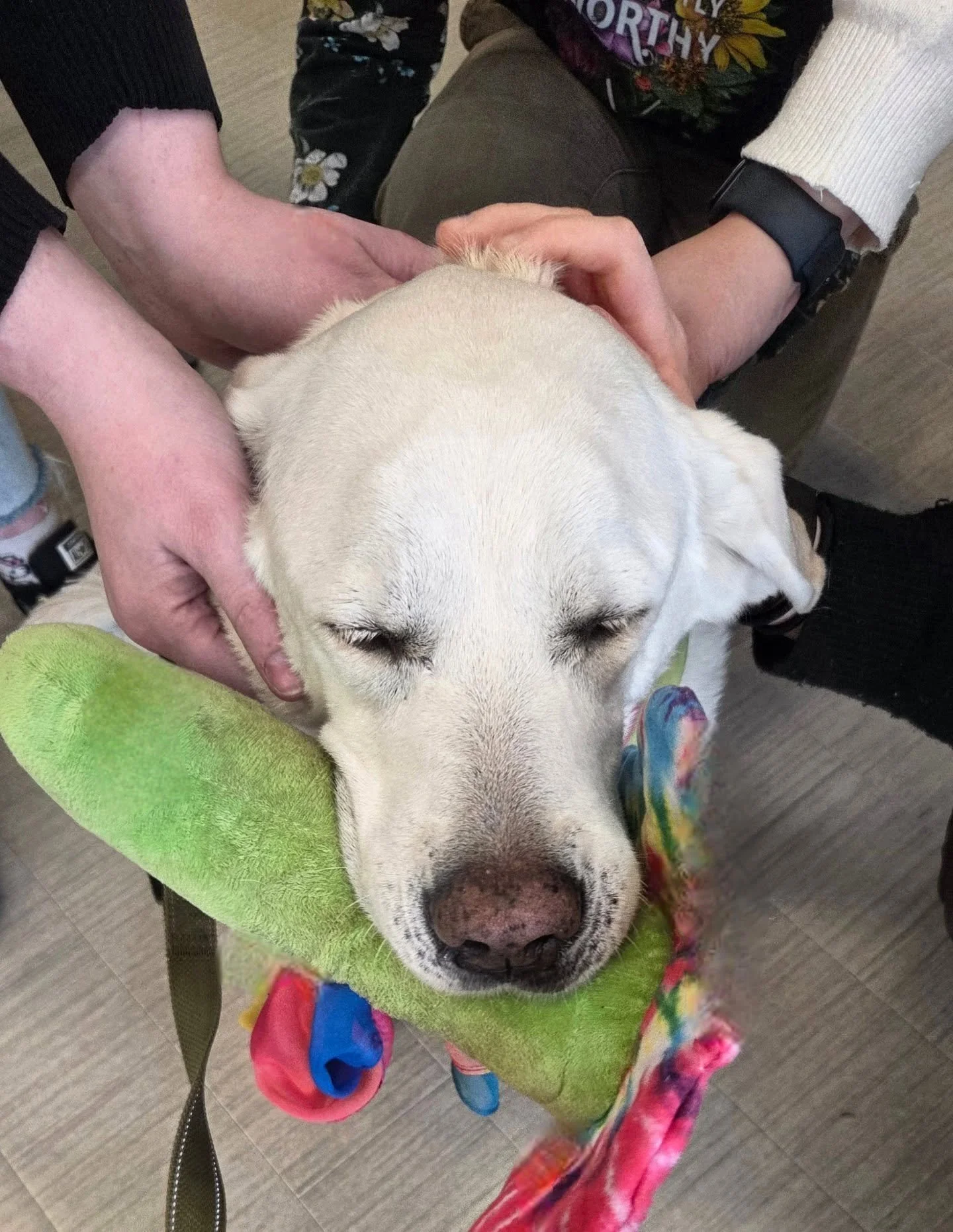 Ellie and I enjoyed spending time at the @northshorelgbtqnetwork Transgender Day of Visibility Resource Fair in Salem! Ellie was her usual enthusiastic tail wagging happy therapy rockstar self and got a lot of love. We love supporting the local LGBTQ