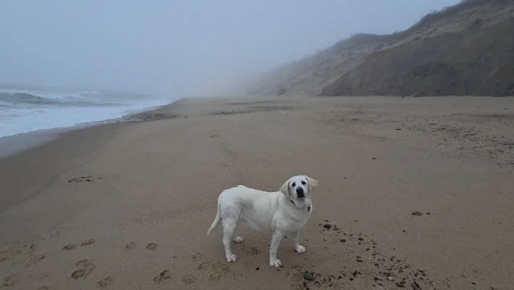 I love National Seashore and the feeling of solitude you get to experience in the off season. Just our foot and paw prints on the sand. Such a beautiful, magical place to reset.