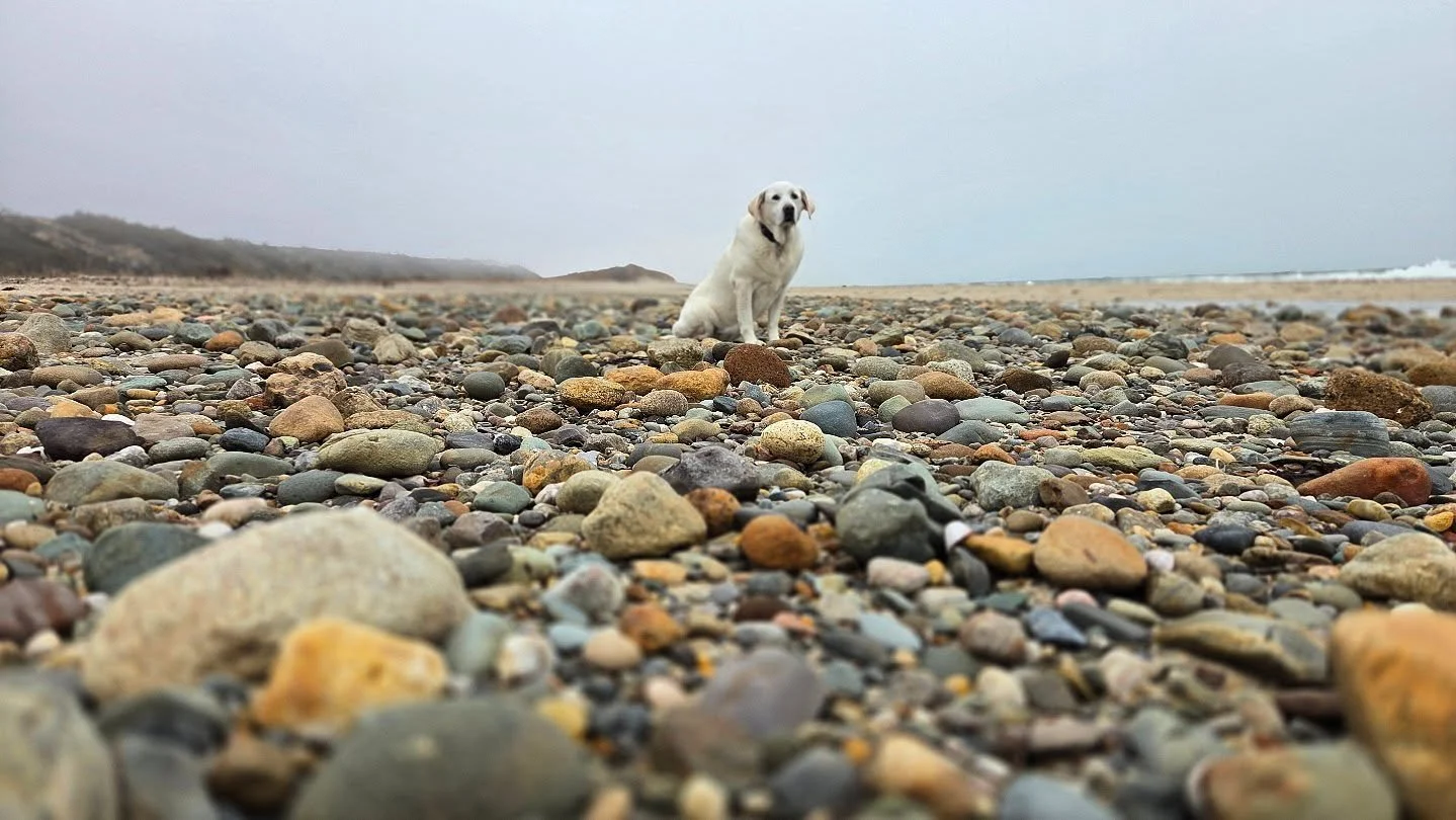 Enjoying one more day of beachcombing and fetching on empty beaches.