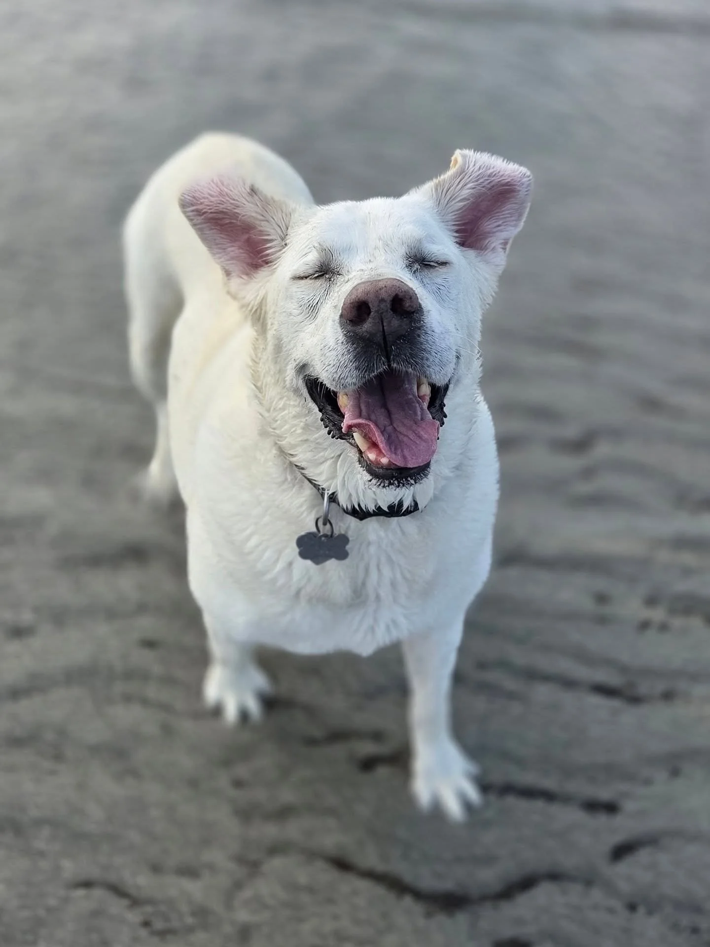 Soaking up the warm (and windy) weather and dog friendly beach days while they last!