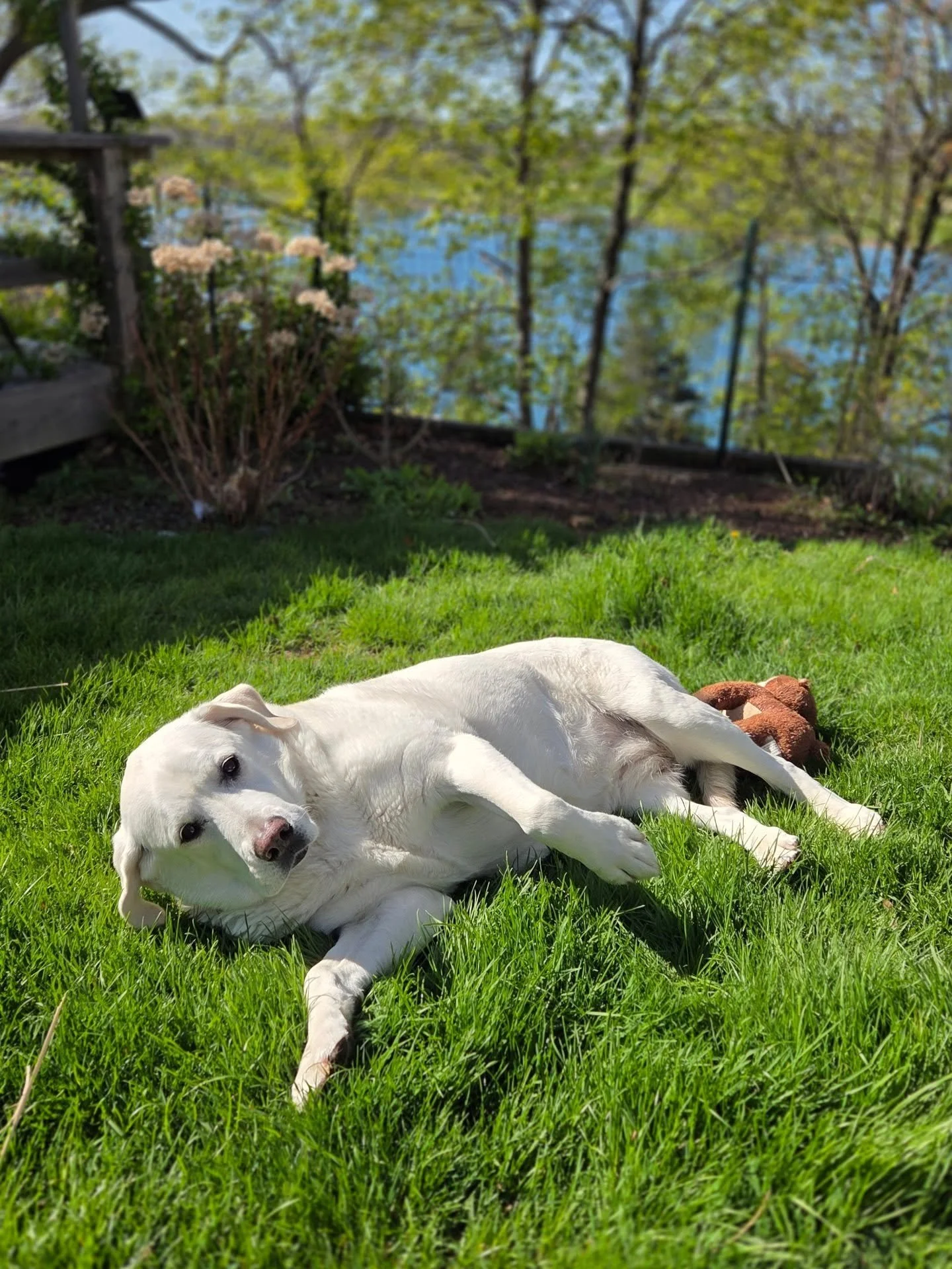 Love spending time with my 70 pound lap dogl in the yard ❤️