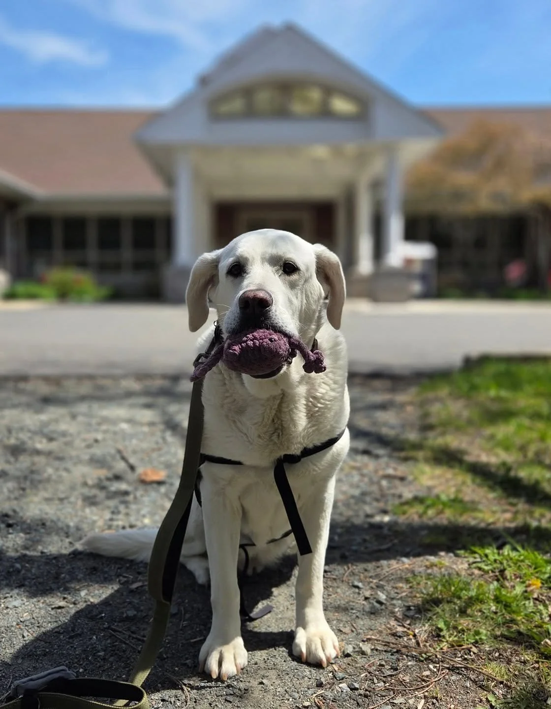 Ellie proudly carrying her @knoticalcrafts froggy for our introductory visit to the Danvers Senior Center. We had such a wonderful time! @danverscoa
#therapydogsofinstagram #therapydog #seniordogsofinstagram #seniorrescuedog #seniordog