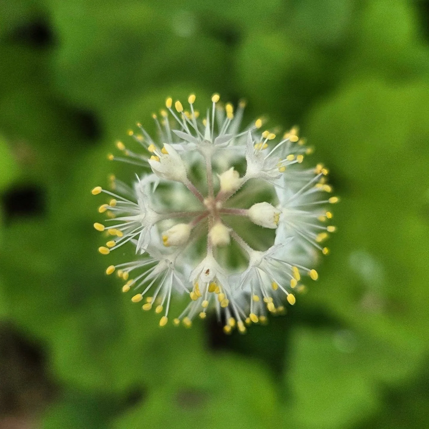 This past weekend, I had a wonderful time exploring and photographing Great Barrington for an exciting environmental graphics project with @diniscodesign. It's a beautiful time of year to photograph wildflowers and I'm looking forward to returning ne