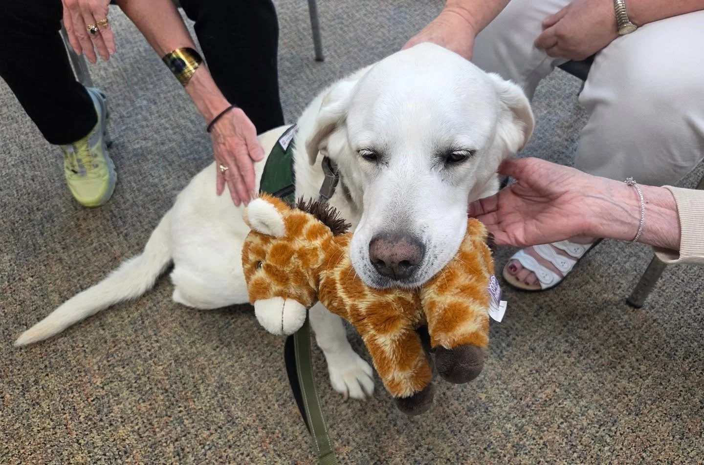 My heart is at its fullest during therapy visits. And while Ellie can't talk, I like to think her hers is, too. 💗 Thank you to the Danvers Senior Center for all the smiles, laughs, and pets this morning during our biweekly visit!