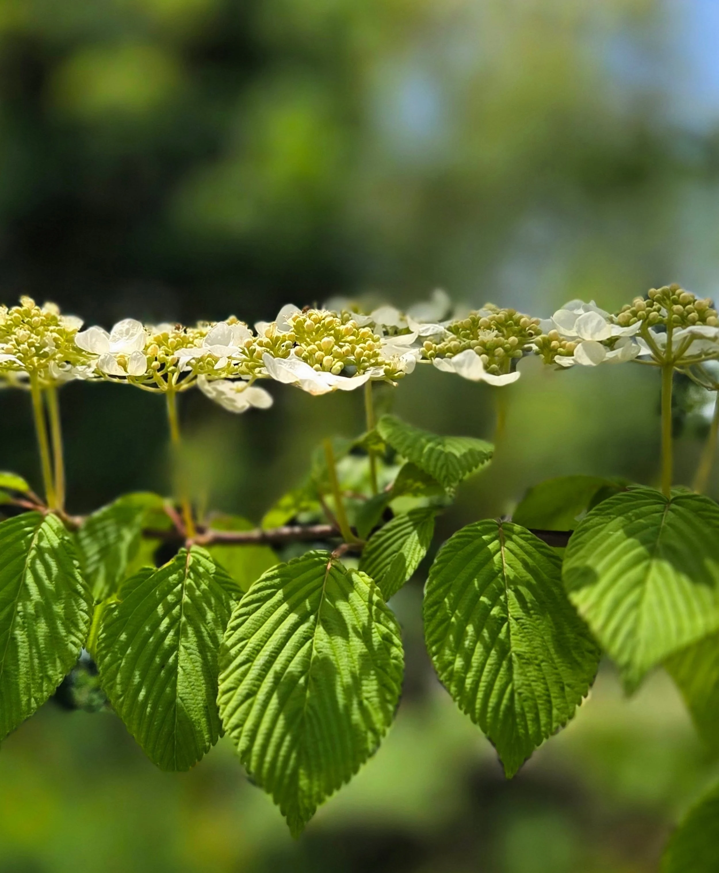 A couple garden favorites: doublefile viburnum and mayapple! Mayapples are probably my favorite native plant, especially when they bloom!