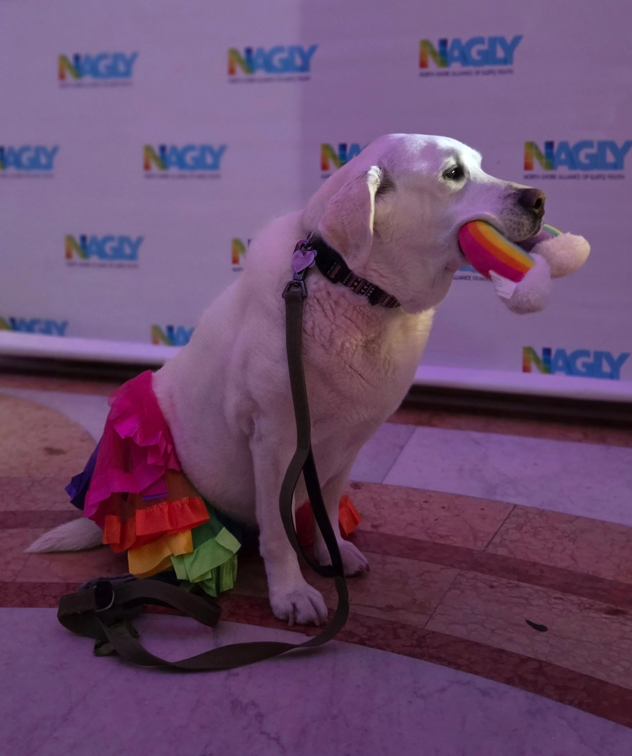 Rocking a tutu while supporting our NAGLY friends at the @northshoreagly prom at the @salem_ymca 🌈 ❤️ #therapydog #seniorrescuedog