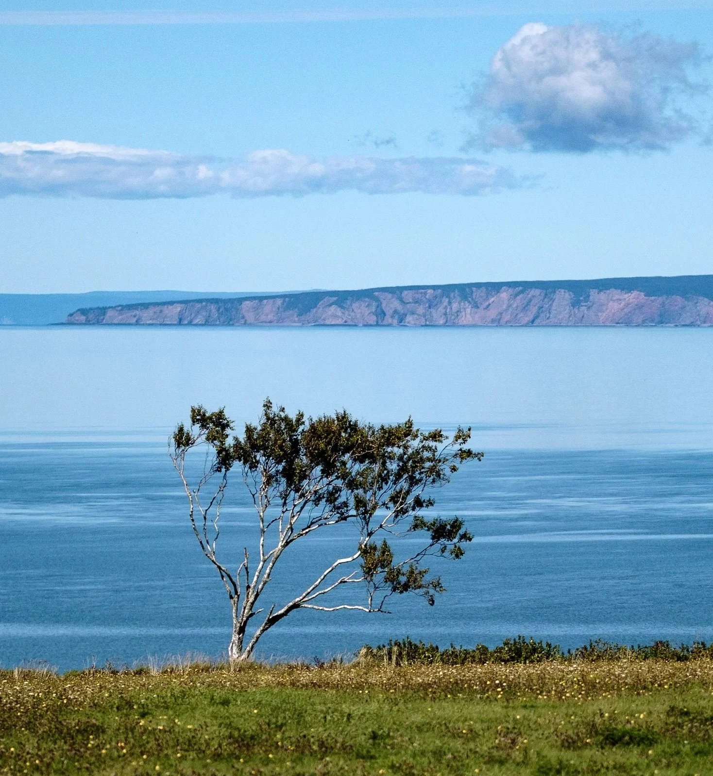 A solitary tree on a grassy shore overlooks a calm body of water with cliffs in the distance and a partly cloudy sky.