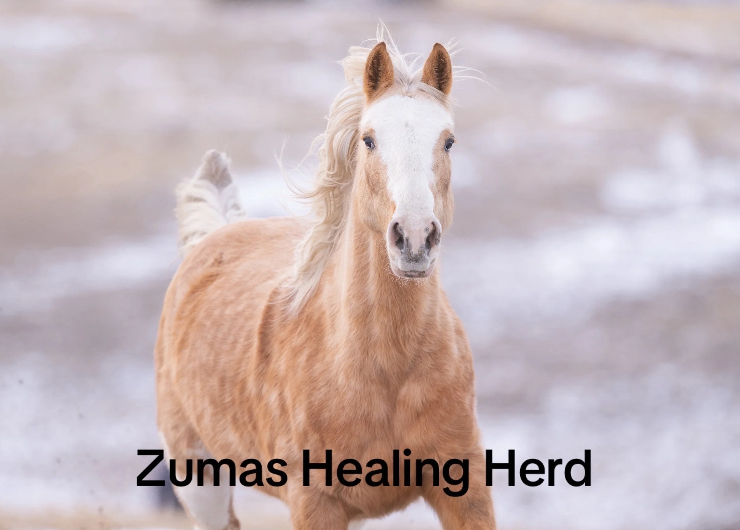 Understanding Horse Leases