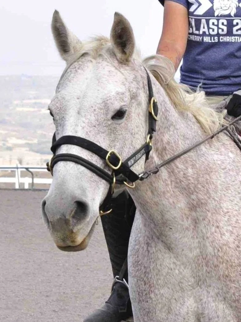 Steely horse donate sponser support 501c