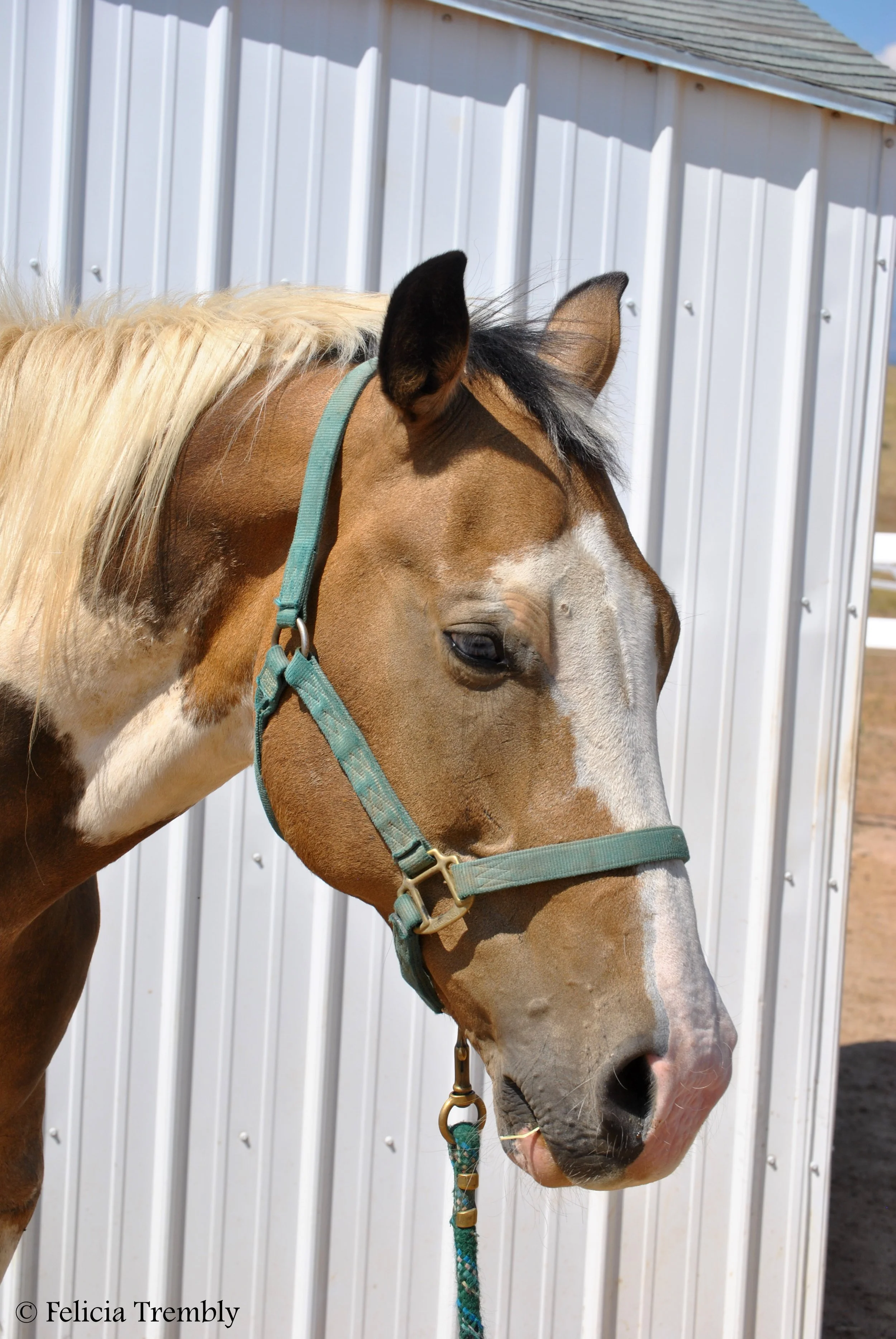 zumas horses card 1 093.jpeg