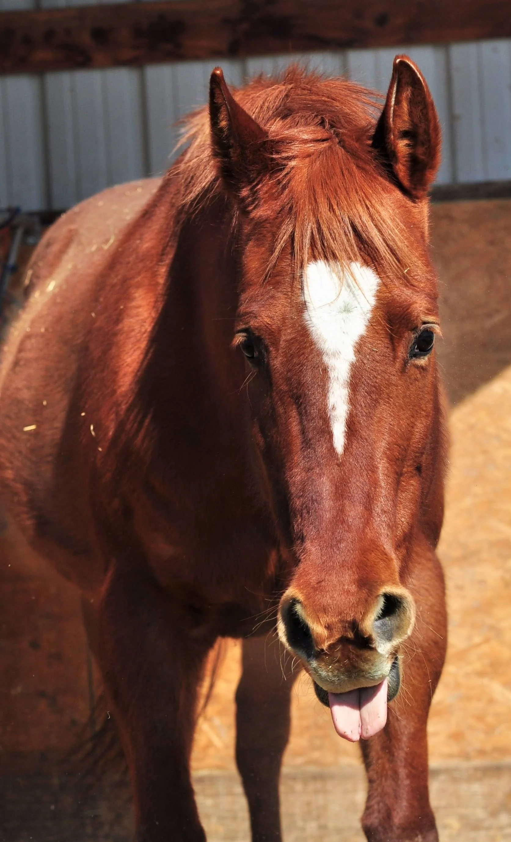 Singer horse donate sponser support 501c