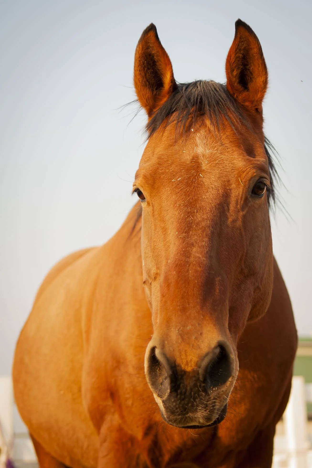 Crabb, A_Zuma's-2_Original.jpeg