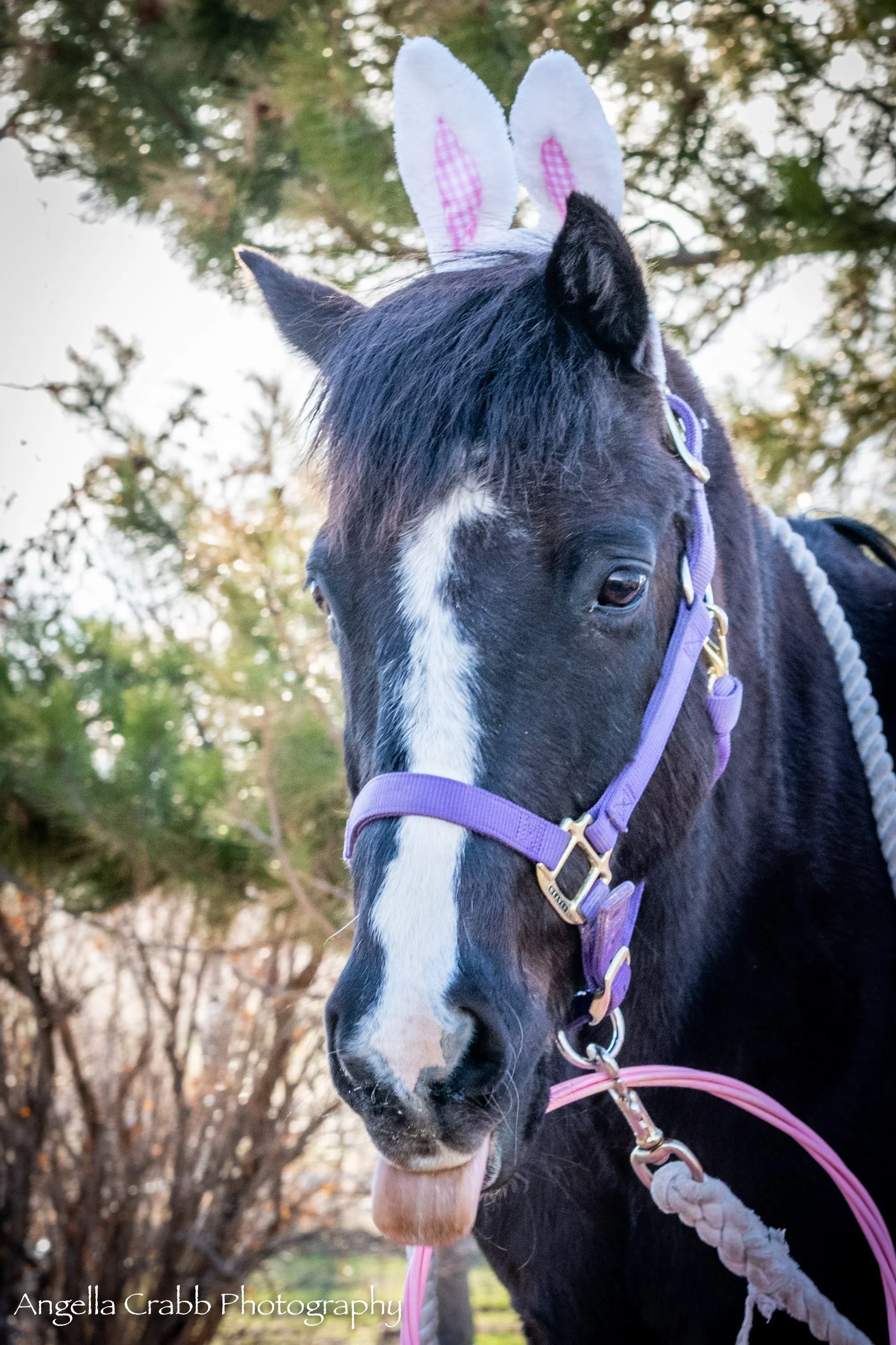 Easter Trigger-4.jpeg