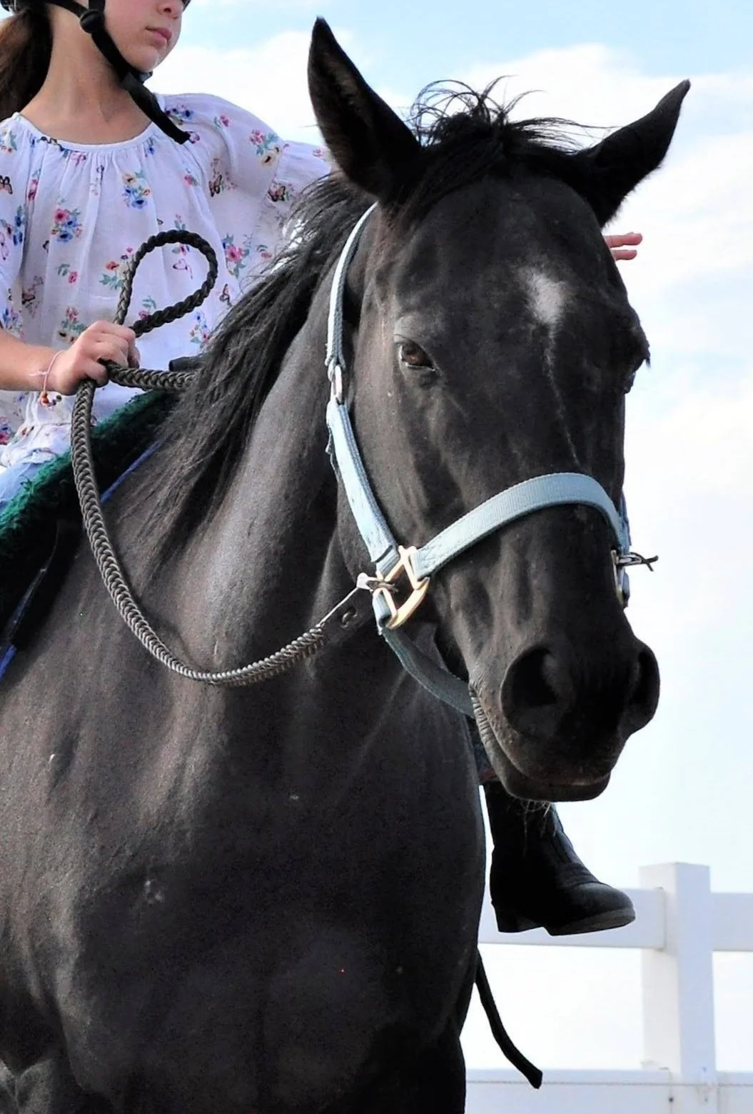 Shiloh horse donate sponser support 501c