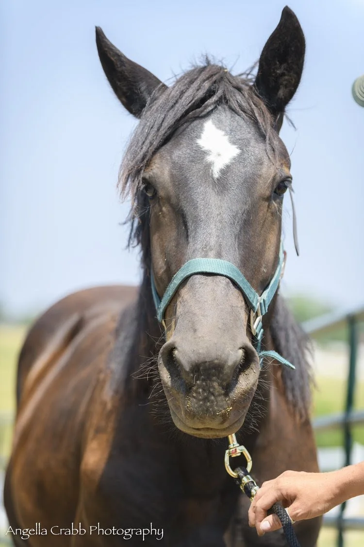 In Memoriam: a Tribute to Four Souls — Zuma's Rescue Ranch