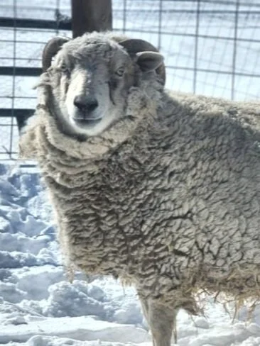 Lily the Sheep