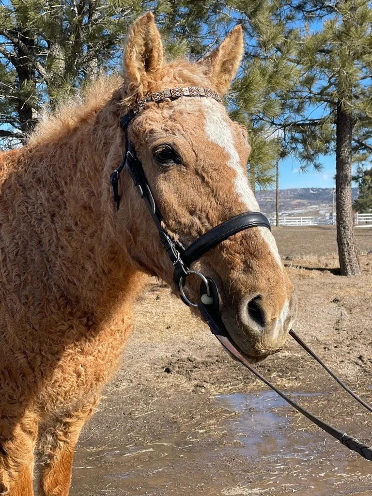 Shelby horse donate sponser support 501c