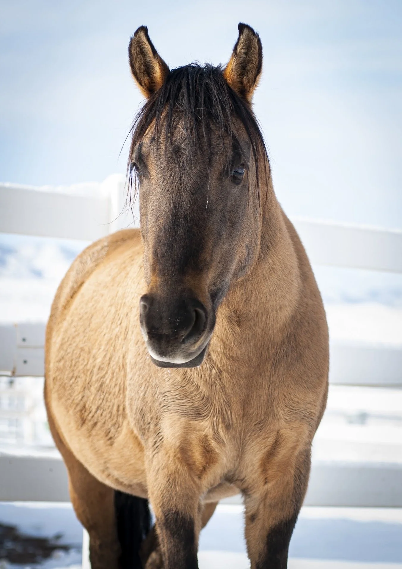Horses in Snow-7.jpeg