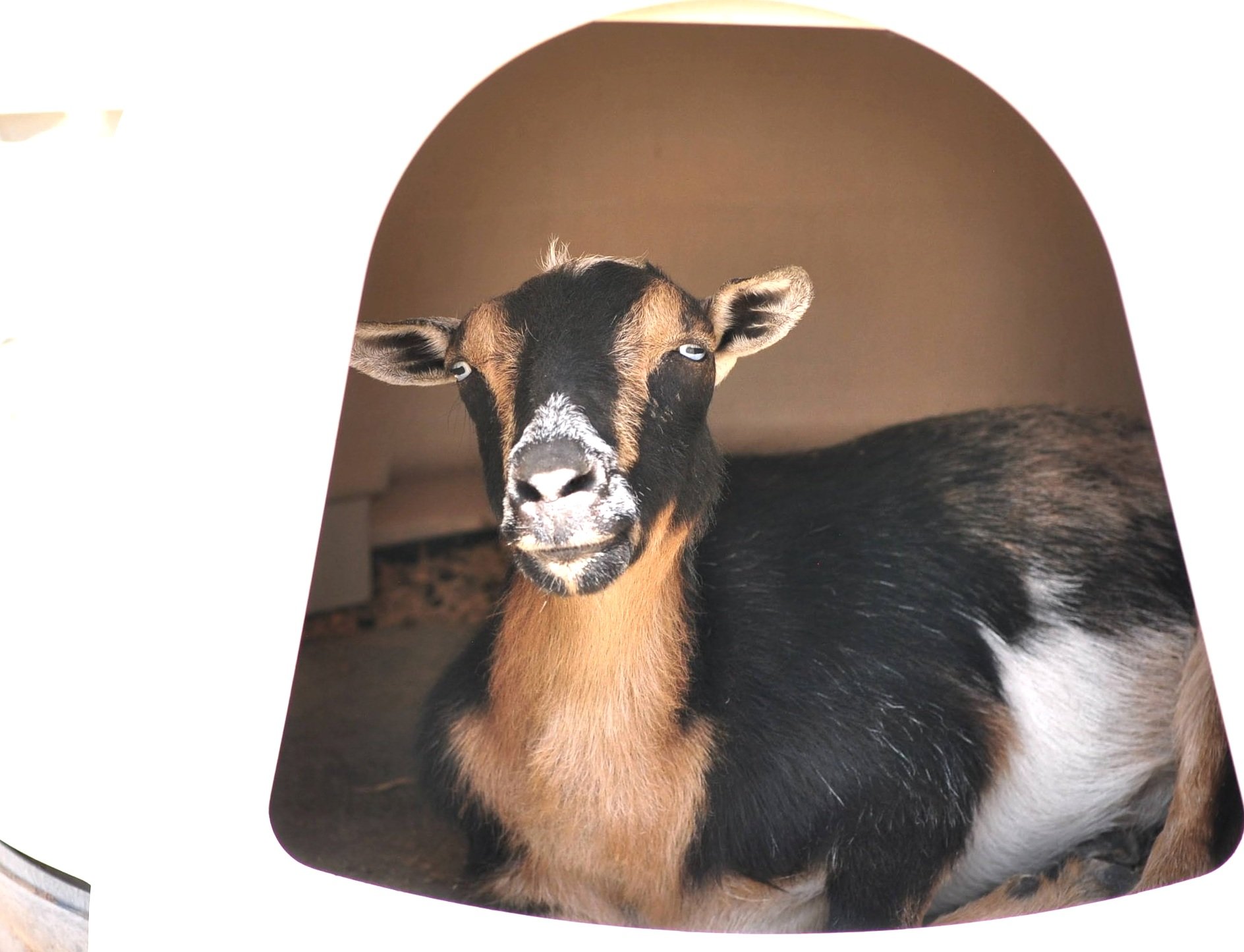 Tiny Tim